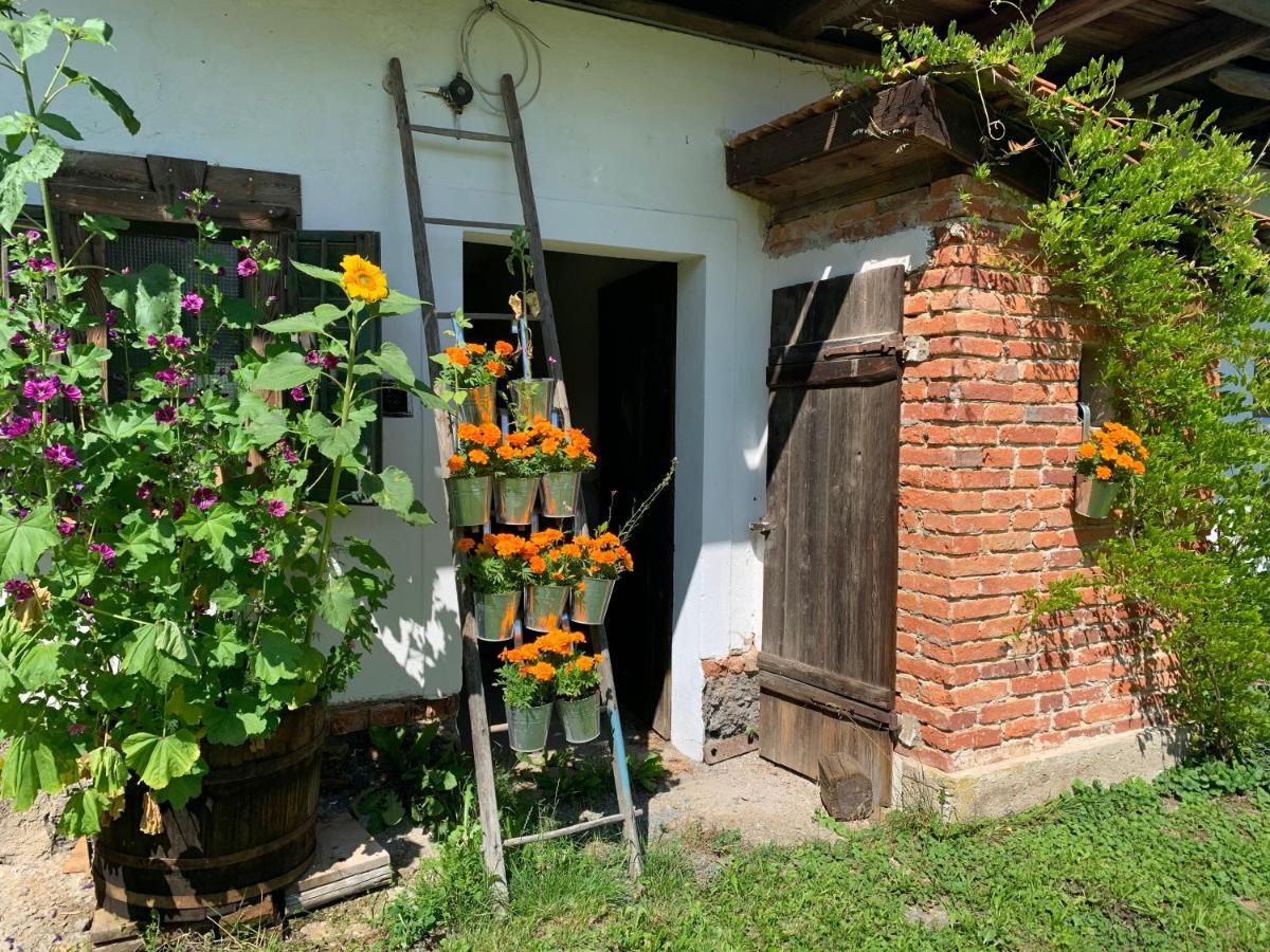 Varm: Vegan Bio-farm For Dog Lovers And Nature Enthusiasts