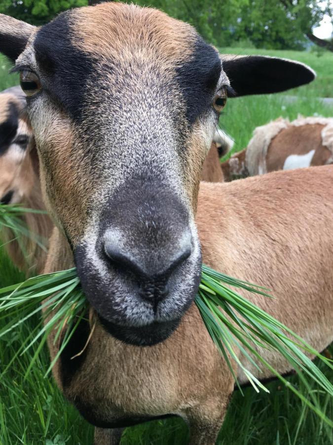 Apartment Varm: Vegan Bio-farm For Dog Lovers And Nature Enthusiasts Sulb