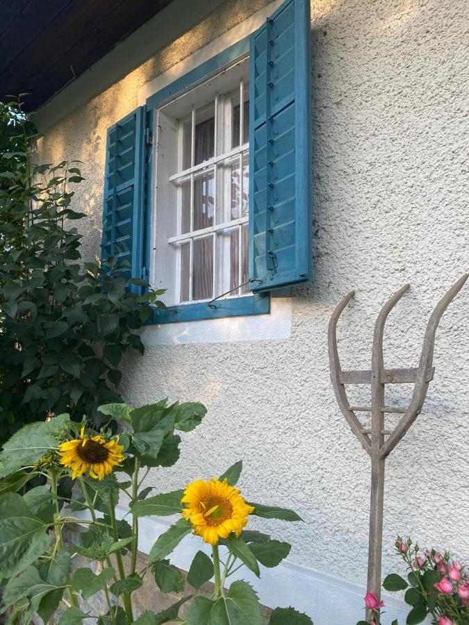 Apartment Varm: Vegan Bio-farm For Dog Lovers And Nature Enthusiasts