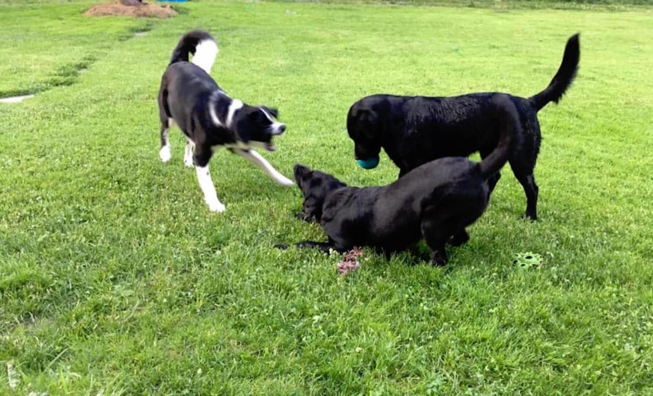 Varm: Vegan Bio-farm For Dog Lovers And Nature Enthusiasts *