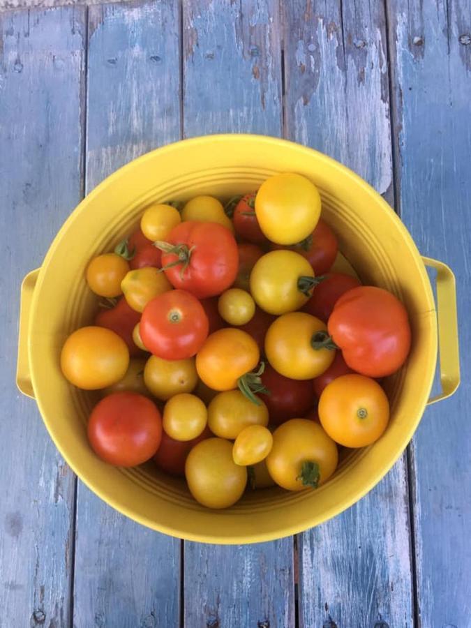 Apartment Varm: Vegan Bio-farm For Dog Lovers And Nature Enthusiasts Sulb