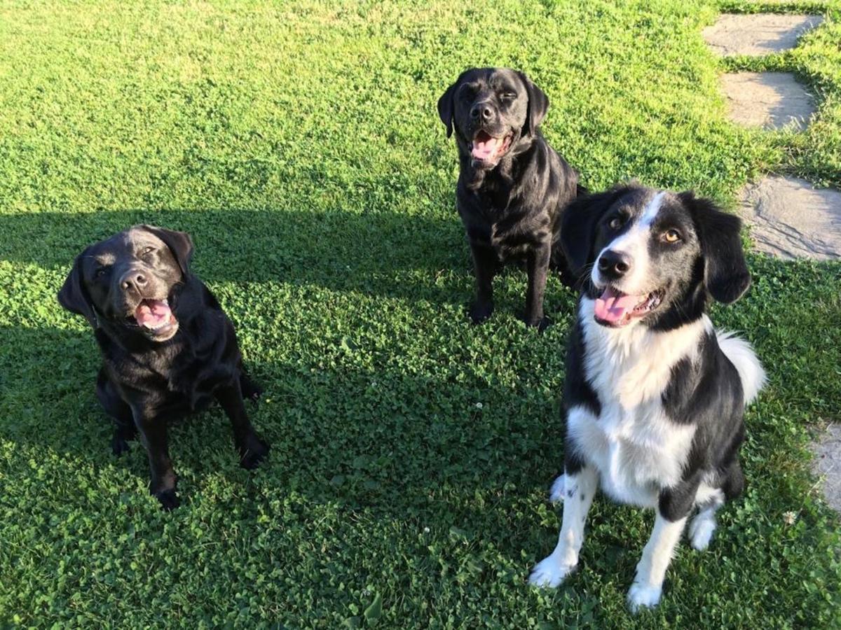 Varm: Vegan Bio-farm For Dog Lovers And Nature Enthusiasts * Sulb